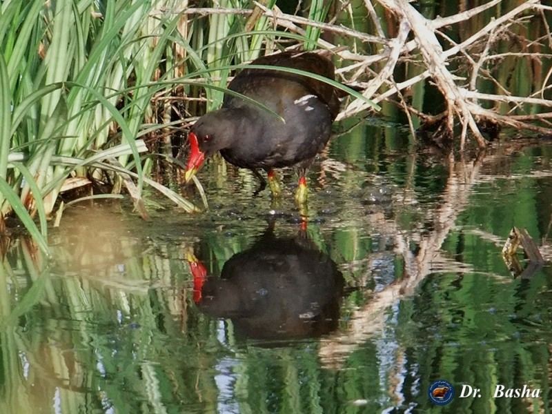 دجاجة الماء تتكاثر في وادي قانا في محافظة سلفيت